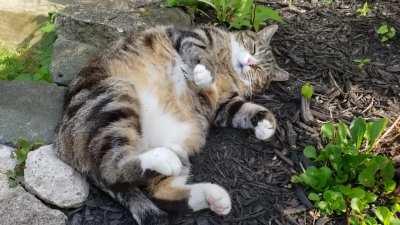 Standard issue vibes with Sully