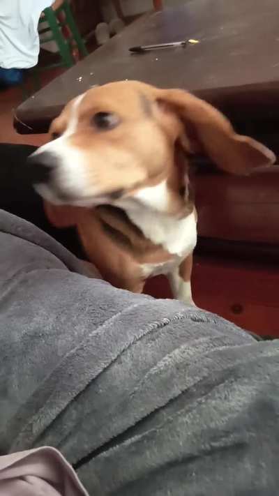 1mn of my beagle baby boy begging