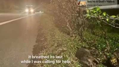 A family of otters braved the traffic on the AYE to say goodbye to a fellow otter killed in a suspected accident.