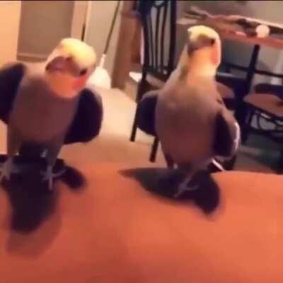 Tiel duet featuring special guest star heart wings