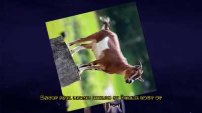 Free Billie bust up dot com (satire)