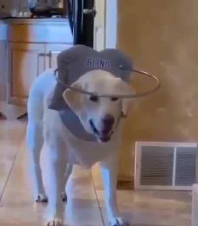 Blind dog gets dunked on