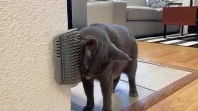 Got my housemate a self groomer as a half year gift for her.