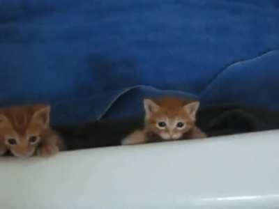 KiTtY tRiEs tO eScApE fRoM eViL BaThTuB