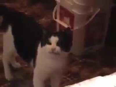 Angry catto demand to be heard