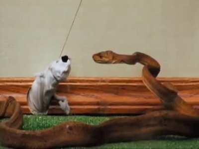 The Jackass 2 Puppet Show