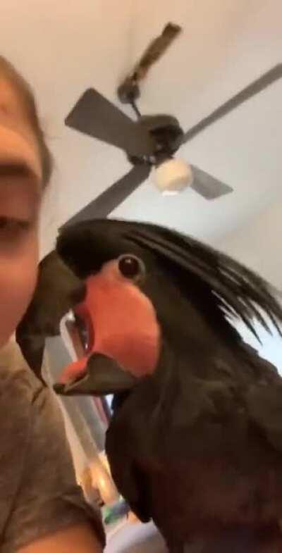 THE MOST GENTLE COCKATOO