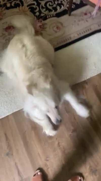 Sugar got her snoot booped and did the appropriate dance