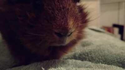 Guinea pig eating some pineapple