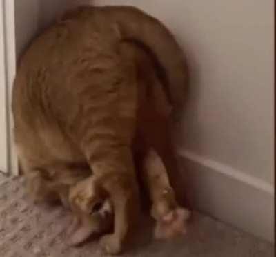 Stuck Front-flip Catculation (No worries, it ends well)