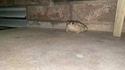 High speed footage of a toad on my porch.