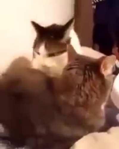 Video original sem a versão da voz do tom