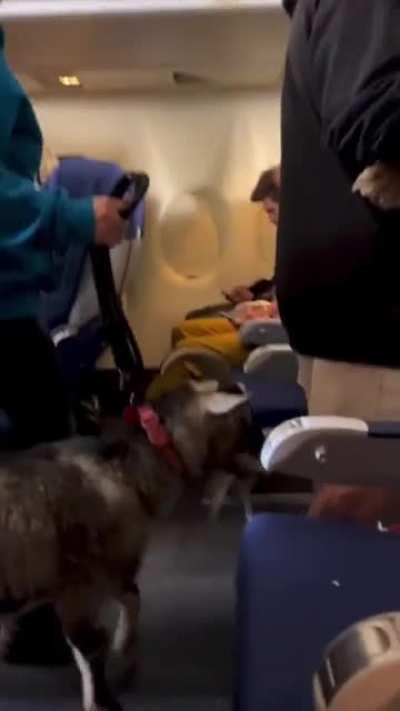 When pets are allowed on your flight