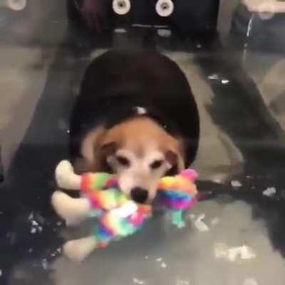 Rescue chunk has his own support toy while he exercises