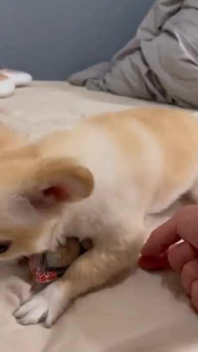 Dog protecting the sushi