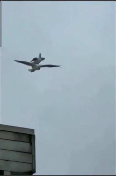 I live by the seaside, and found this on our cities comical facebook titled 