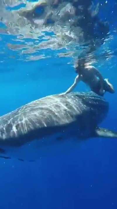 Whale Shark sack tap at end!