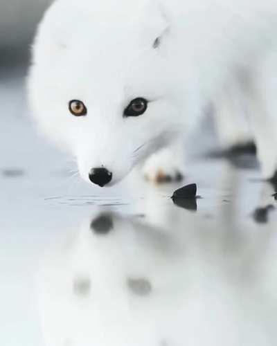 Beautiful arctic fox