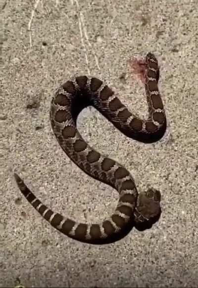 Decapitated head of snake bites it own body and felt it too