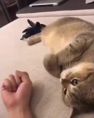 Cuttest Copy Cat 🐈