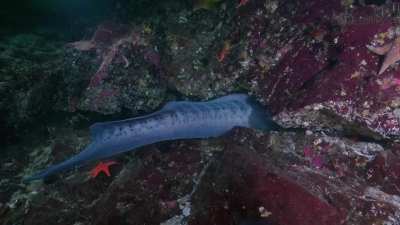 🔥 An eight foot 23+ year old wolf eel swimming off Vancouver Island [OC]