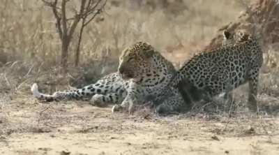 ð¥ð¥ Female leopard wakes up male only to seek attention 