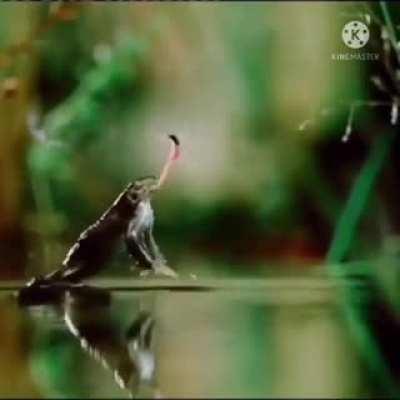 The prey is now stronger than its predator