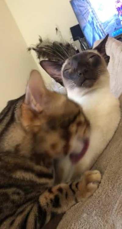 When the licks are just right😸