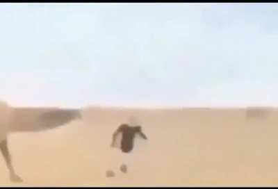 🐫🐫🐫🐫🐫🐫🐫🤑