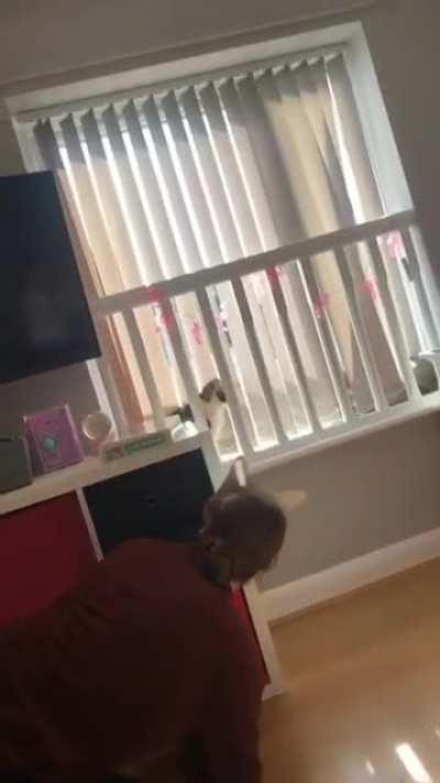 cat is NOT having it.