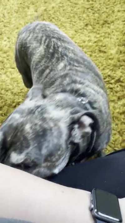 Bubba doesn’t appreciate not being petted