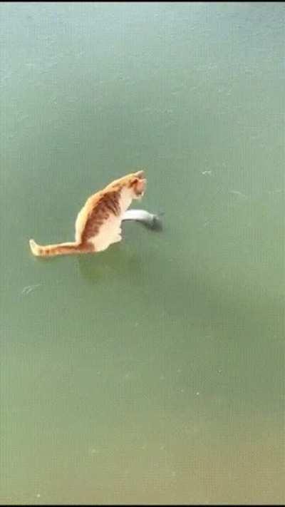 Touch tha fishy fail