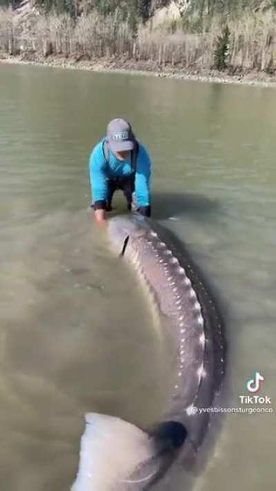 This MASSIVE sturgeon