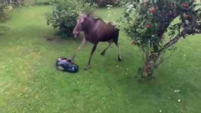 🔥 A moose stealing apples from someone's backyard taking out an automated lawn mower 🔥