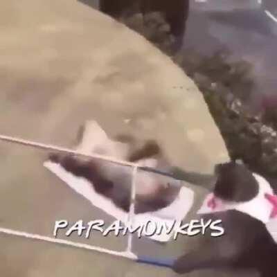 FELIZ DIA DOS MONKI MEUS CASAS