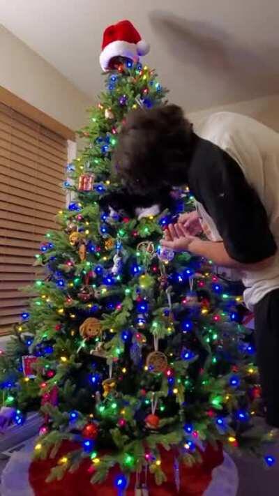 Bitey never showed any interest in the old tree from Craigslist. Finally upgraded and she learned a new trick.