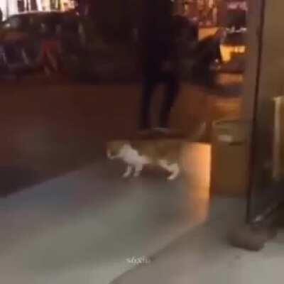 Gato dançante, pra alegrar sua noite.
