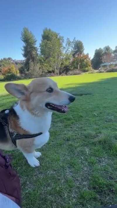 This is what it feels like for a nine-year-old corgi and a nine-month-old corgi