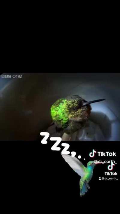 Do you think they count Sheep as well