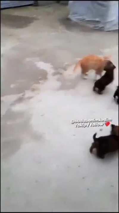 Pack of wild dogs attack a cat