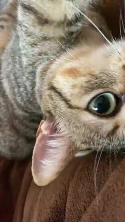 Watch the eyes as she boops me!