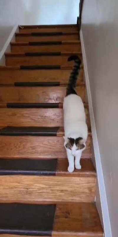 My cat after a day at work