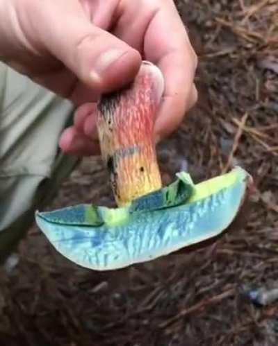 Oxidation at its best