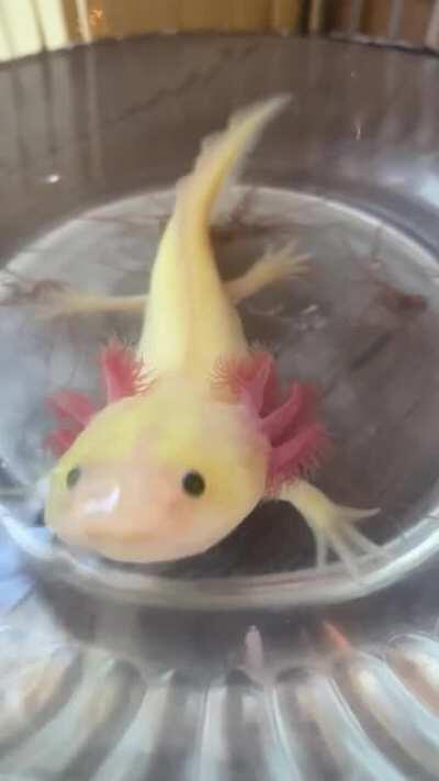 Noodle is now accepting all boops