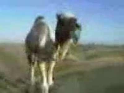 Funny camel video