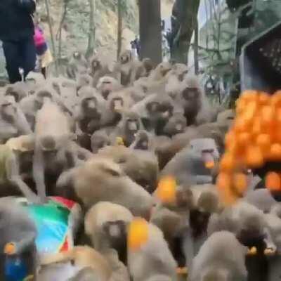 Exquisite Monkey Fan. Top Notch Apeist.