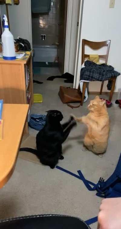 They’re at it again