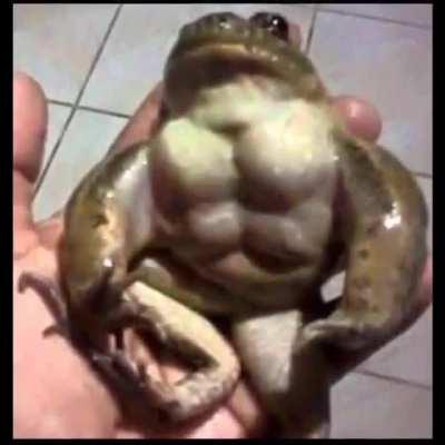 Swole frog Swole frog