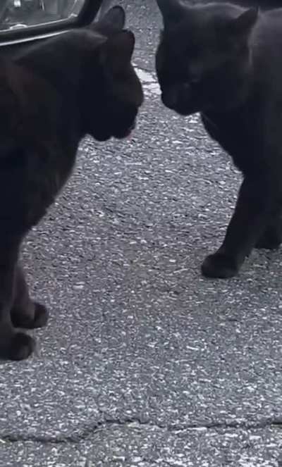 The Three Meowsketeers plotting under the daylight