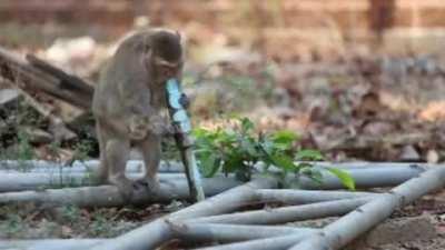 Бабуин практикуется перед сольным концертом